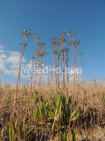 hawkweed, yellow